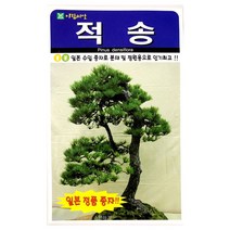 적송나무씨앗 50알 적송 소나무 씨앗