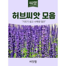 허브 씨앗 종자 키우기, 라벤다