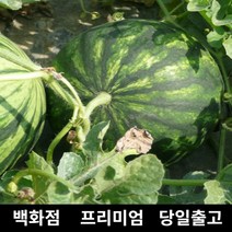 수박 11kg 과일 과일세트 망고수박 고창수박 당도 430176EA, 1, 본상품선택