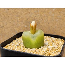 코노피튬/마우가니-1758 아프리카농장