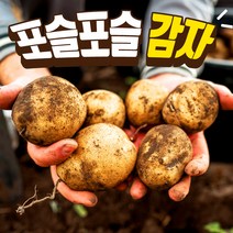 포슬포슬 강원도 감자 2kg / 2개 주문시 5kg발송 알감자 찜용 반찬용, 감자 특 2kg/2개 주문시 5kg발송