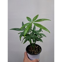 파키라 소품 관엽나무 반음지 실내키우기쉬운식물, 1개