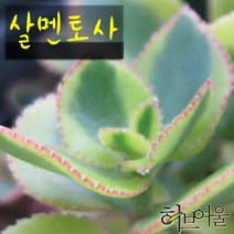 [허브여울다육] 살멘토사 지름 9cm 소품 (상토와 마사만 사용한 건강한다육), 5개