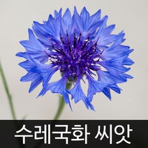 수레국화씨앗 수레국화 씨앗 ( cornflower seed 2g )