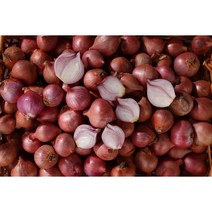 수입모충 샬론 작은양파 1KG (작은사이즈)