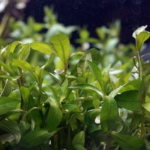 하이그로 로잔 1포트, 1개