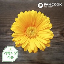 가락시장직송 소국(식용), 단품