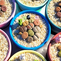 플아가든 리톱스 화분세트 12종 키우기쉬운 희귀 다육 반려식물, 리톱스 12종 화분세트, 1개
