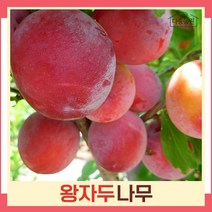 자두나무 묘목 왕자두 R3cm 결실주(분) 1개