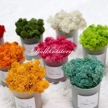 [바보사랑] 스칸디아모스 공기정화식물 미니 컵케익화분, 상세 설명 참조