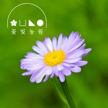 꽃빛농원 벌개미취 3치포트 보라색 국화꽃 모종
