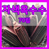 강낭콩 씨앗 호랑이콩 울타리콩 완두콩 작두 적작두콩 아라리 팥 녹두 율무 깨 옥수수 땅콩 서리태 메주 쥐눈이 렌틸 종자 파종 재배 슈퍼 땅콩 씨 종자 키우기 모음, 18.자색옥수수 70립, 1개