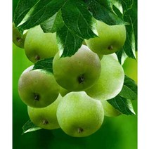 JISAN 보석십자수 캔버스형 세트 50x40cm JB01, 청사과