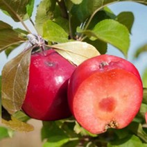 묘목/속 빨간 미니사과 파이어크래커(일반대목)/접목 1년/2주 KJ104