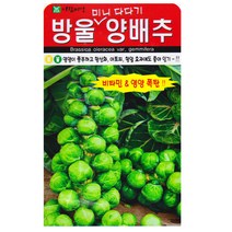 아람 방울양배추씨앗 500립, 1개