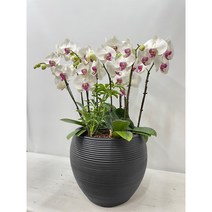 축하화분 @@퀵무료배송 서양난 서양란 서울 경기, 2.핑크