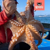 [산소포장] 프리미엄 통영 돌문어 1kg -활 문어 손질 돌문어 자숙 돌문어 제수용 문어, [진공포장] 자숙 돌문어 1.3kg 1미, 1개