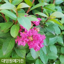 미니배롱나무 7치포트 백일홍 꽃나무 정원수