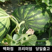 [특등급선별] 수박 12kg 과일 과일세트 망고수박 고창수박 노란수박 고당도수박 수박구매 수박당도 수박농가 수박농장 꿀수박 수박판매 맛있는수박