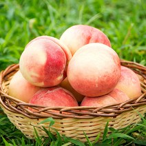 [초록자연] 딱딱이 복숭아 5kg(소) 아삭 단단한복숭아, 상세 참조