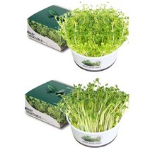 [AJZ_4802342] (종류 : 다채) 쉬운 새싹 재배 키우기 세트 적무 베란다텃밭가꾸기 베란다텃밭 채소키우기 상추키우기 새싹재배, 다채
