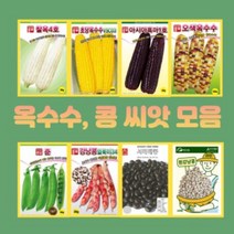 옥수수 콩 씨앗 초당옥수수 백초당옥수수 오색옥수수 강낭콩 완두콩 땅콩 주말농장 홈가드닝, 3.초당옥수수 100립