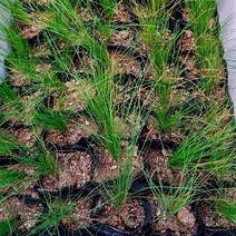 서경농원 털수염풀 스티파 stipa 야생화 들꽃 모종 8cm 포트묘 그라스 20개