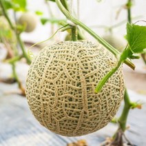 머스크 멜론 MELON 메론 과일 선물 고당도 특, 특대 1.5.kg ~ 2.0kg내외(통)