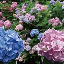 엔들레스썸머수국(오리지널)120L포트(2개)묘목/c1668