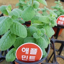 [모종모종]애플민트 화분(공기정화식물)허브