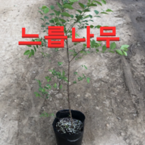 (성실)느릅나무 묘목 2년생(묘목) 10그루