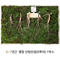 산삼어람 산양삼 산양산삼 산삼 자연산산삼 평창산양삼 잎 뿌리 씨앗 장뇌삼 동인발효삼 정품인증 이력제 6~7년근 5뿌리, 1
