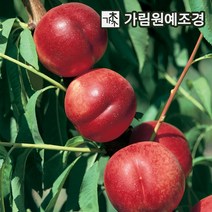 복숭아청풍농원황도백도 무료배송