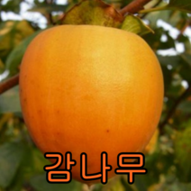 대봉감 접1년특 1그루+왕대봉감1 묶음 나무 묘목 과일나무 유실수