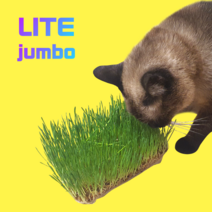 [시즌2] 뮤토 점보 캣그라스 생화 (대용량) 고양이 풀 강아지 풀 도그그라스, 점보라이트_귀리