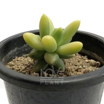[꽃사랑식물나라] 천대전송금 다육이 공기정화식물 식물키우기, 1개