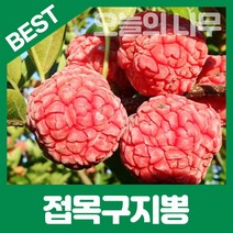 합리적 가격의 가시없는 접목구지뽕나무묘목