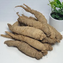 [산지직송] 태백 산더덕 1kg (중) 향이진한 고랭지 산골더덕, 단품