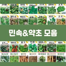 민속 채소 씨앗 종자 약초 도라지 더덕 공심채 잔대 냉이 고들빼기 방아잎 곤드레 당귀 텃밭, 41.눈개승마, 1개
