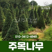 주목 실생4년 플러그묘 묘목 나무 원예 식물