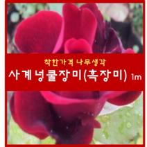 착한가격 나무생각 / 사계넝쿨장미 / 1m / 개화주, 흑장미, 9999개