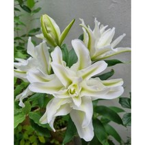 희귀겹백합구근4개 모니카 백합알뿌리, 모니카 겹백합구근4개, 4개