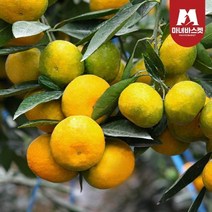 마녀바스켓 제주 극조생 감귤 2.5kg 소과(2S~S)