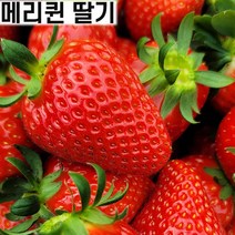 함평 메리퀸딸기 햇딸기 생딸기 1kg 2kg 제철 난좌포장 신지직송 중과 대과 택배, 2kg 중과(80~96구 내외)