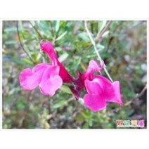 체리세이지 10주