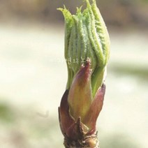 자연농원 엄나무(음나무) 민엄나무 묘목 최소구매 2개, 가시엄나무실생 3년특묘