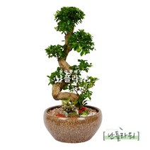 고급분재 가지마루분재 축하화분/승진/취임/영전