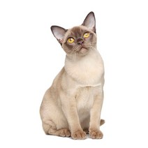 차량용 냉장고 미니 냉온장고 캠핑용 온장고 3Ratels CM29 사랑스러운 고양이 페르시아 Birman Bombay 영국, 14 CM29-15_02 20cm(7.87 inch)
