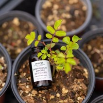 유안재 감잎추출물 아데노신 모공 앰플 26g, 1개