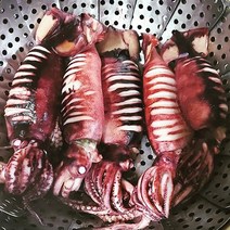 국내산 선동 초코 오징어 3.3kg 오징어 제철 찜 시세